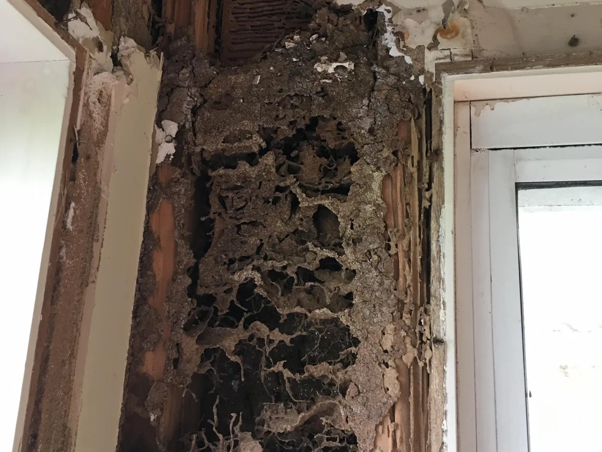Termite-damaged timber at a doorway, from our carpentry repair archive